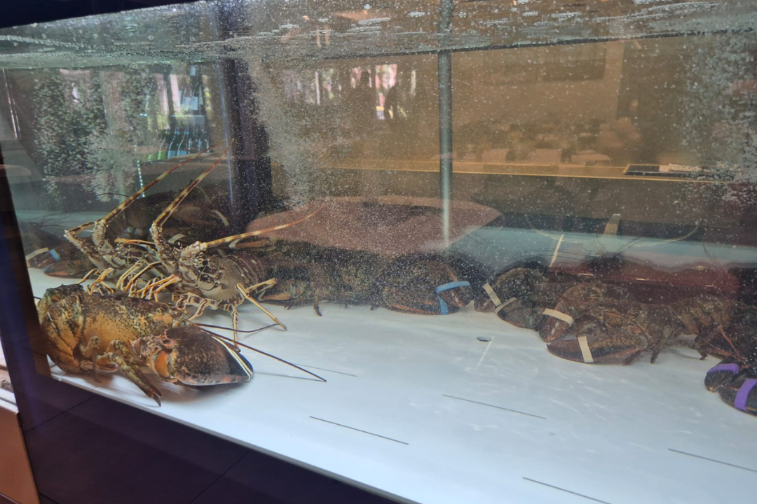 Banco del pesce Bakkalà